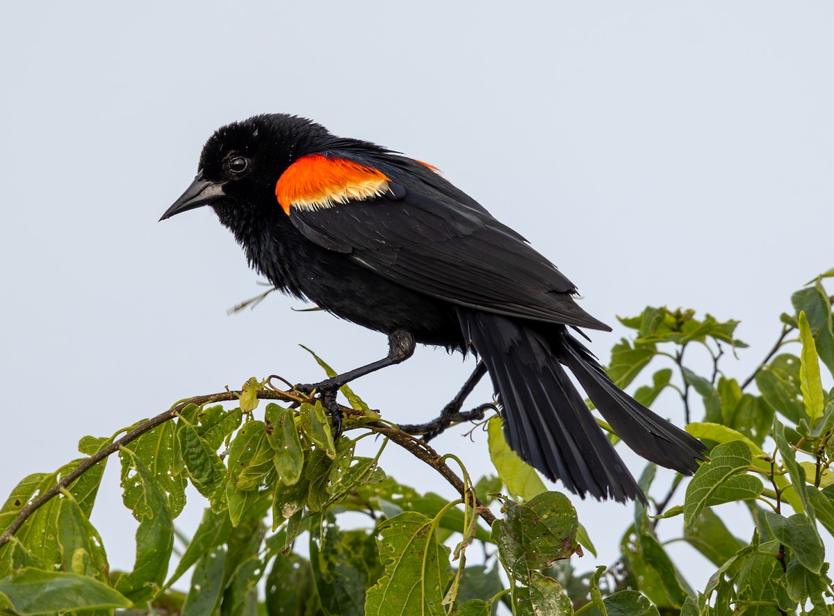 Red-winged Blackbird - ML620182658