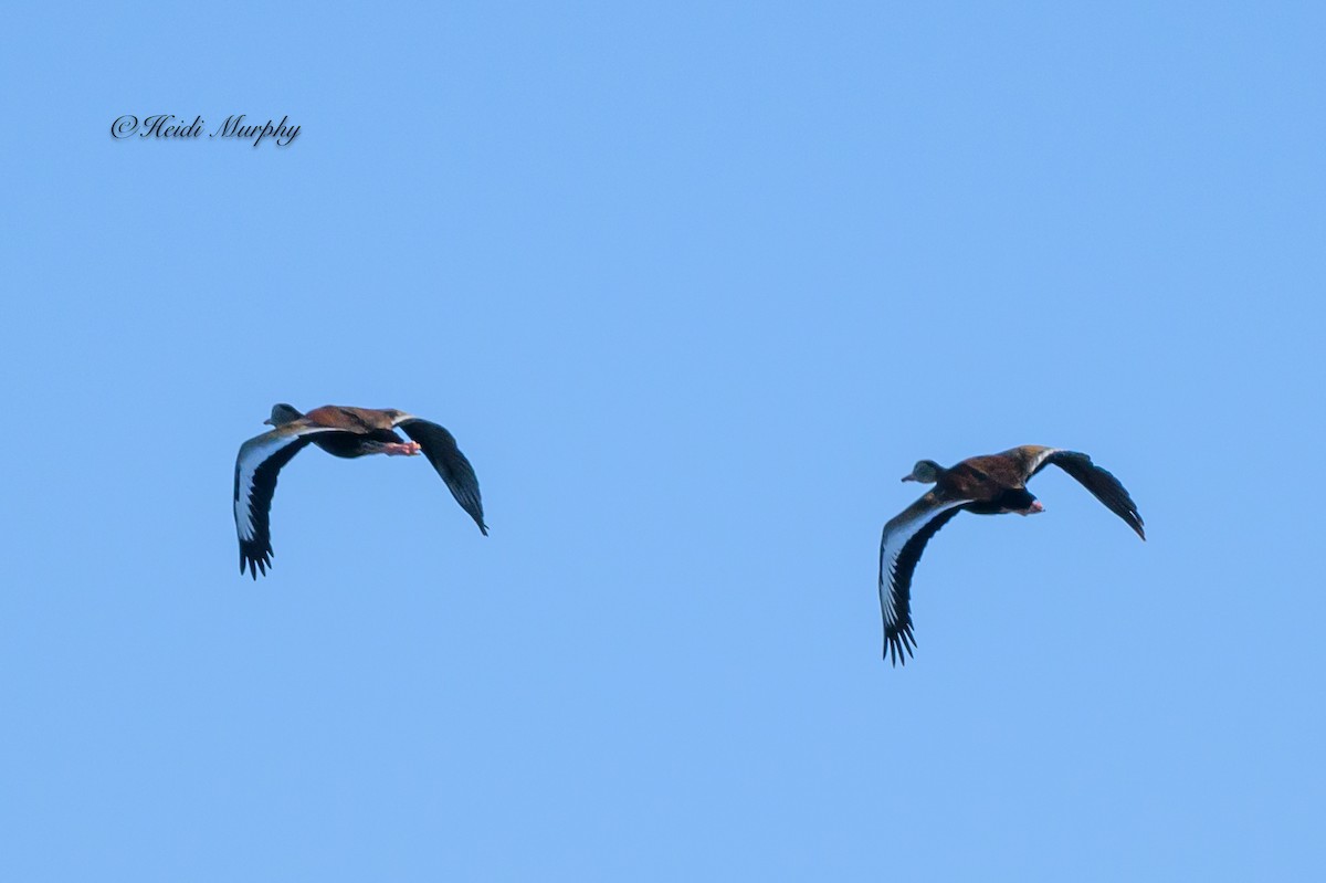 Black-bellied Whistling-Duck - ML620182659