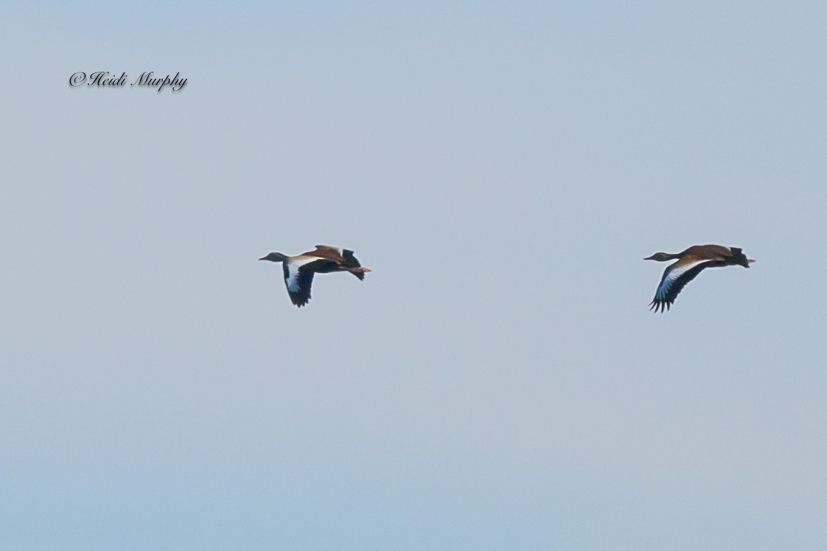 Black-bellied Whistling-Duck - ML620182660