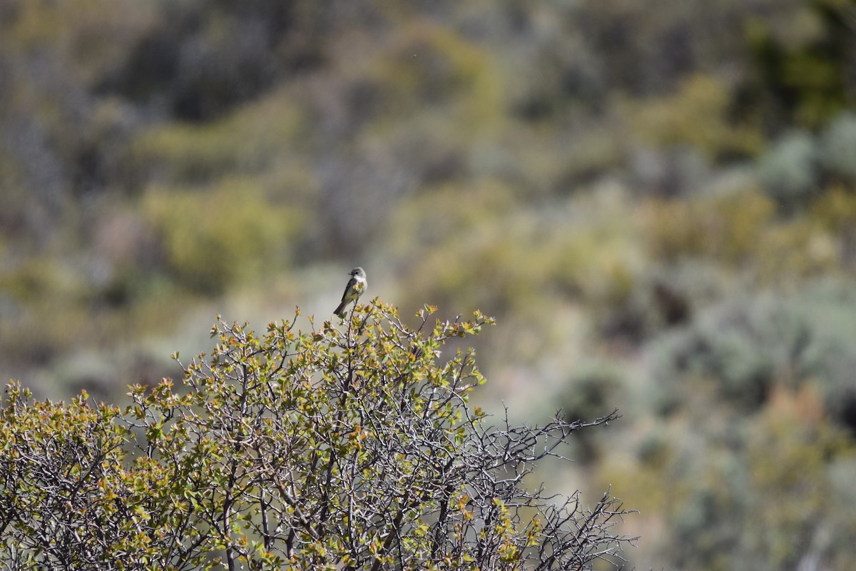 Dusky Flycatcher - ML620182662