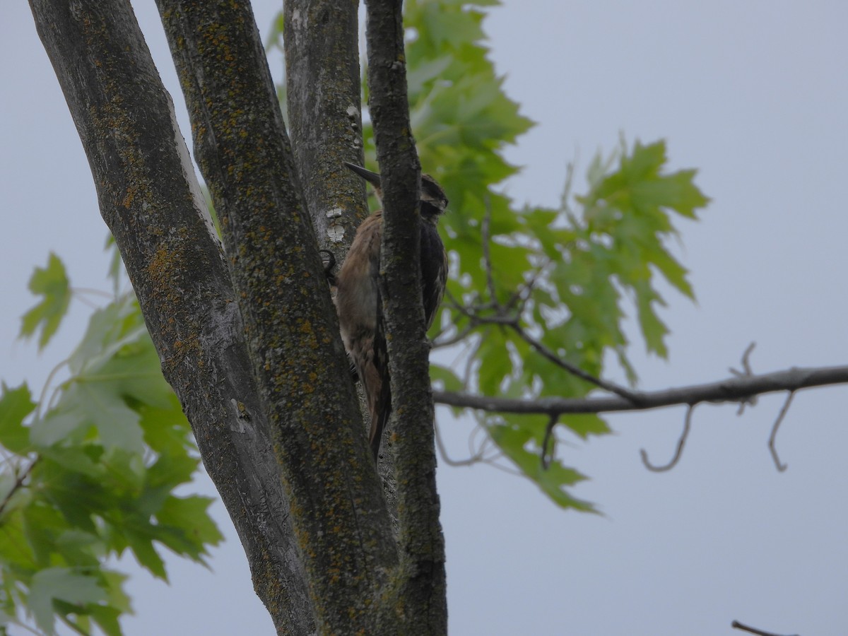 Yellow-bellied Sapsucker - ML620182665