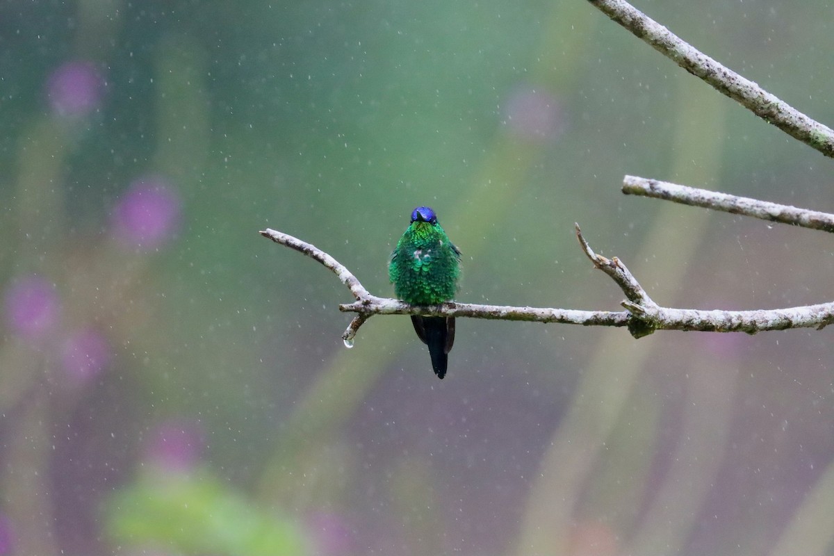 kolibřík fialovotemenný - ML620182671