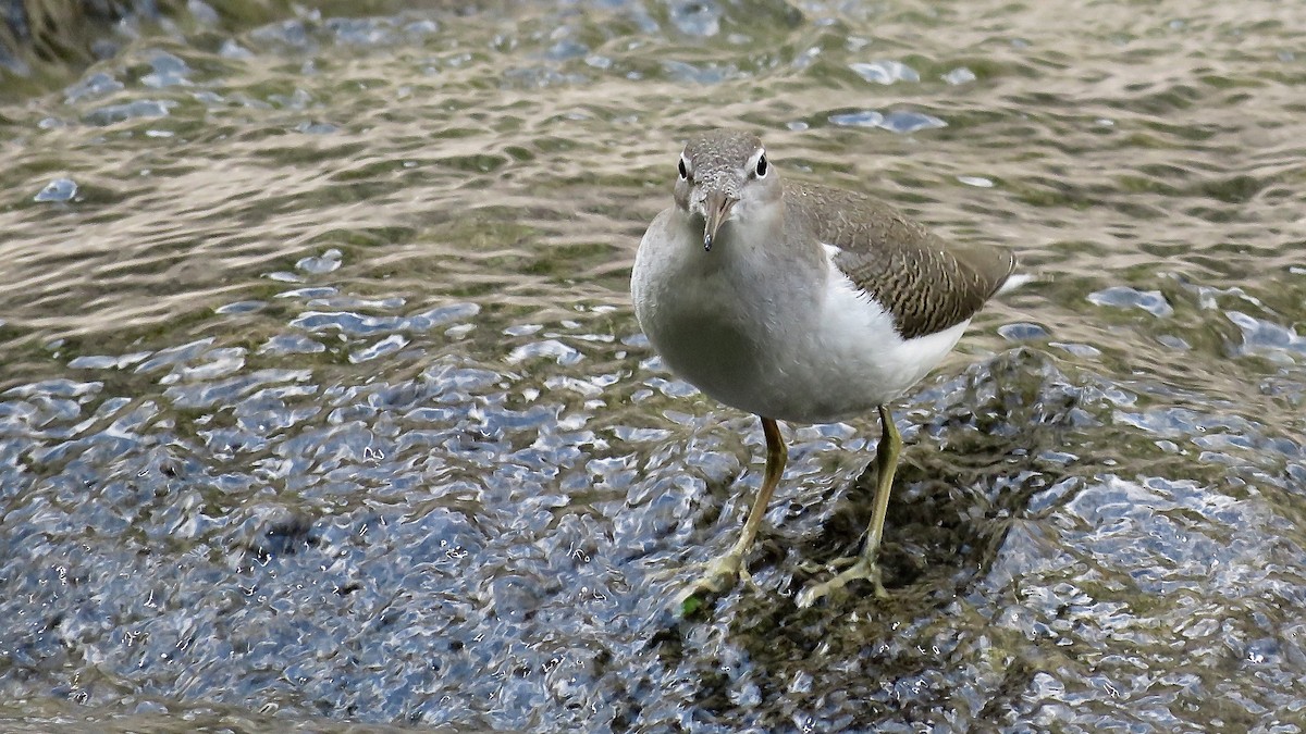 Spotted Sandpiper - ML620182672