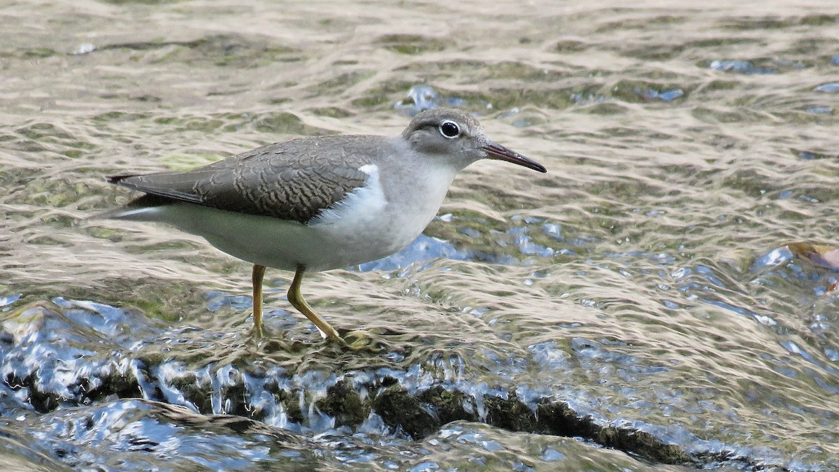 Spotted Sandpiper - ML620182674