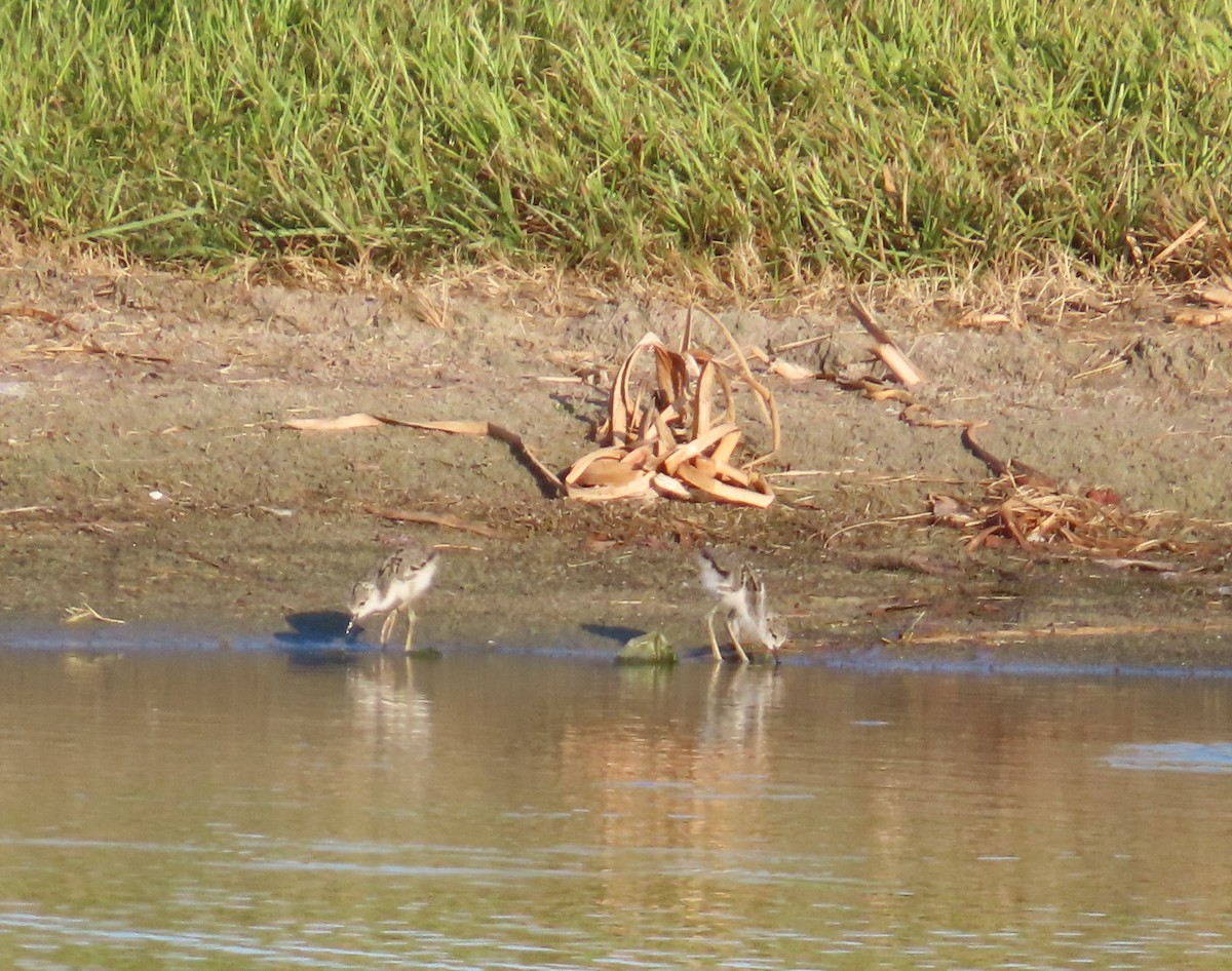 Black-necked Stilt - ML620182676