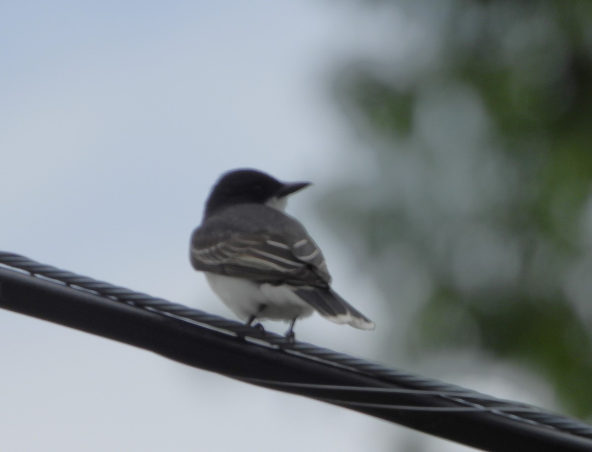 Eastern Kingbird - ML620182679