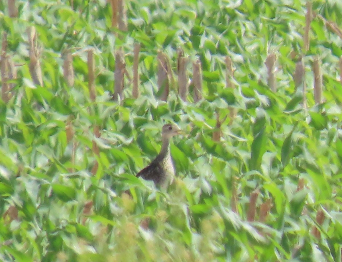 Upland Sandpiper - ML620182685