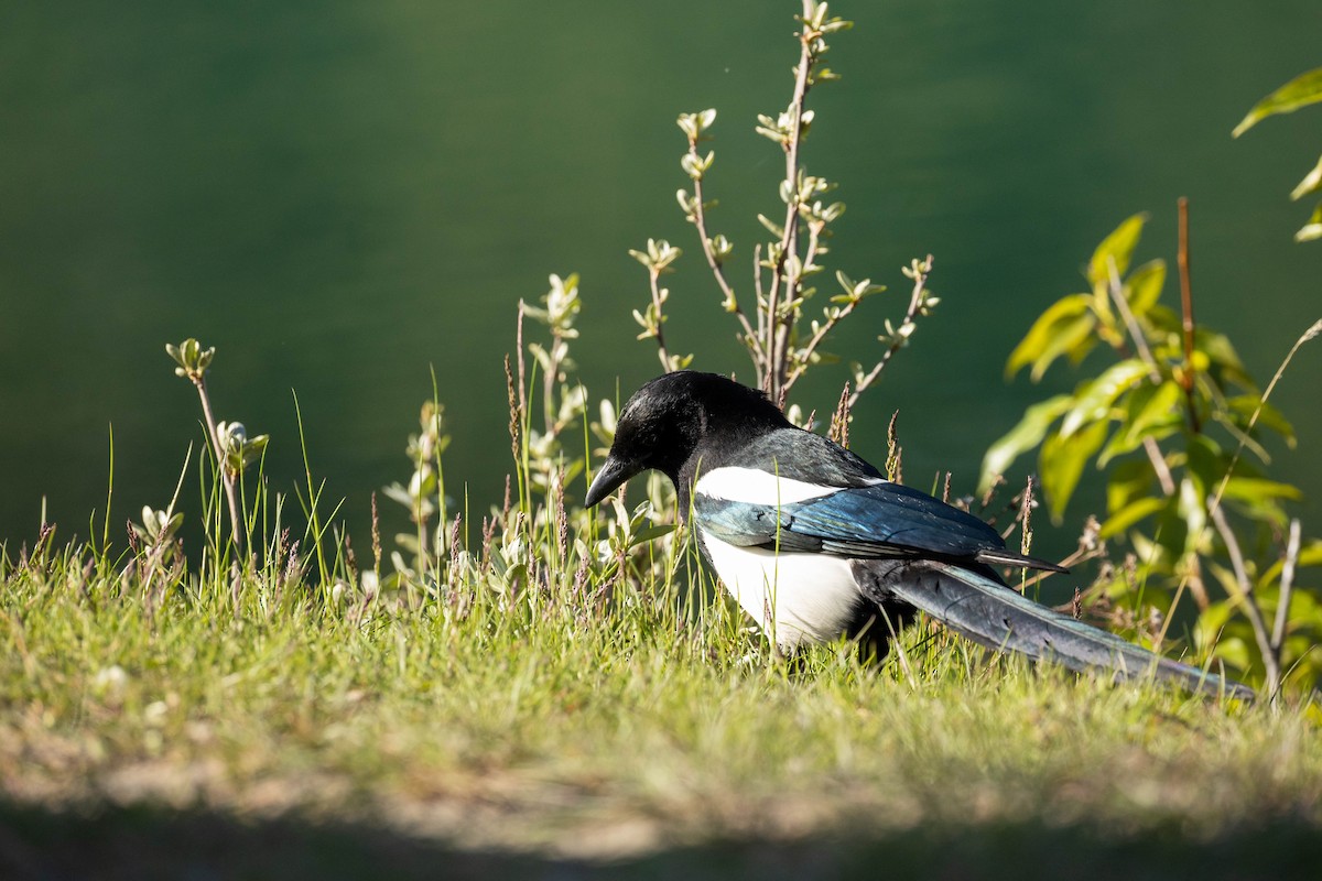 Black-billed Magpie - ML620182701