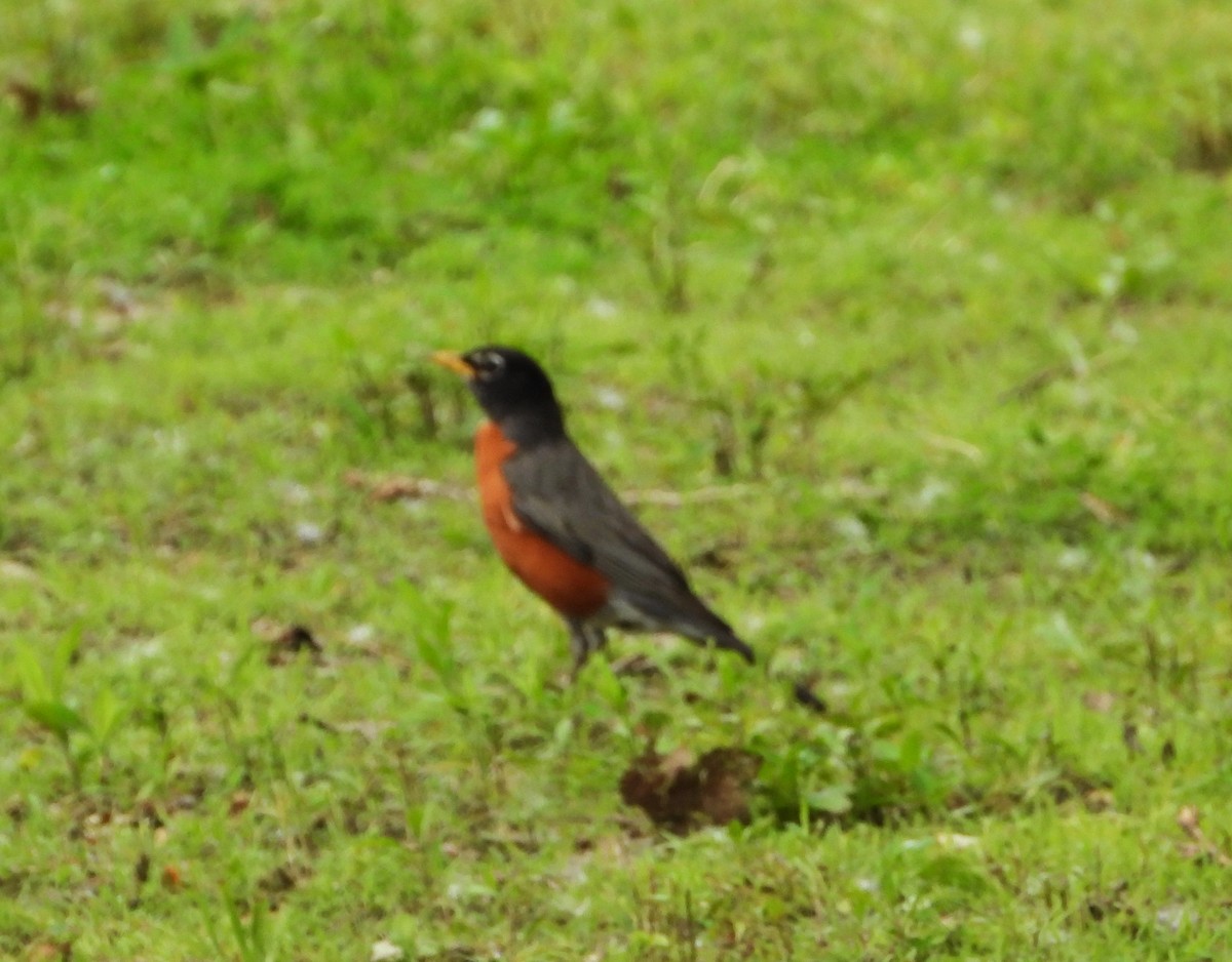 American Robin - ML620182704