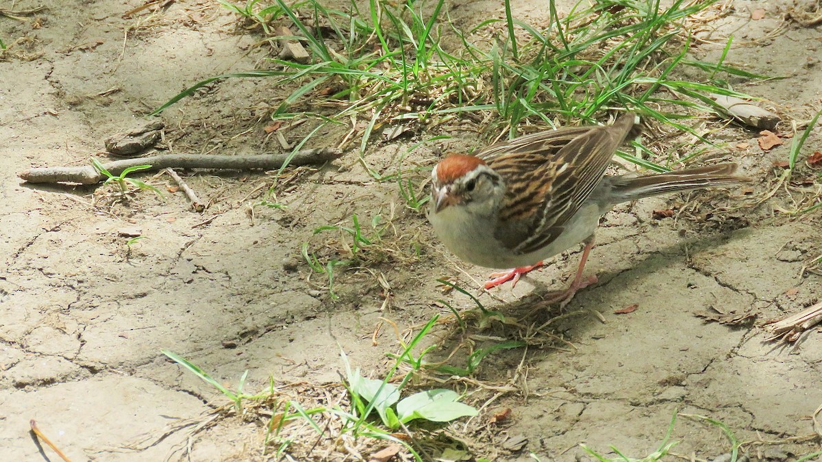 Chipping Sparrow - ML620182711