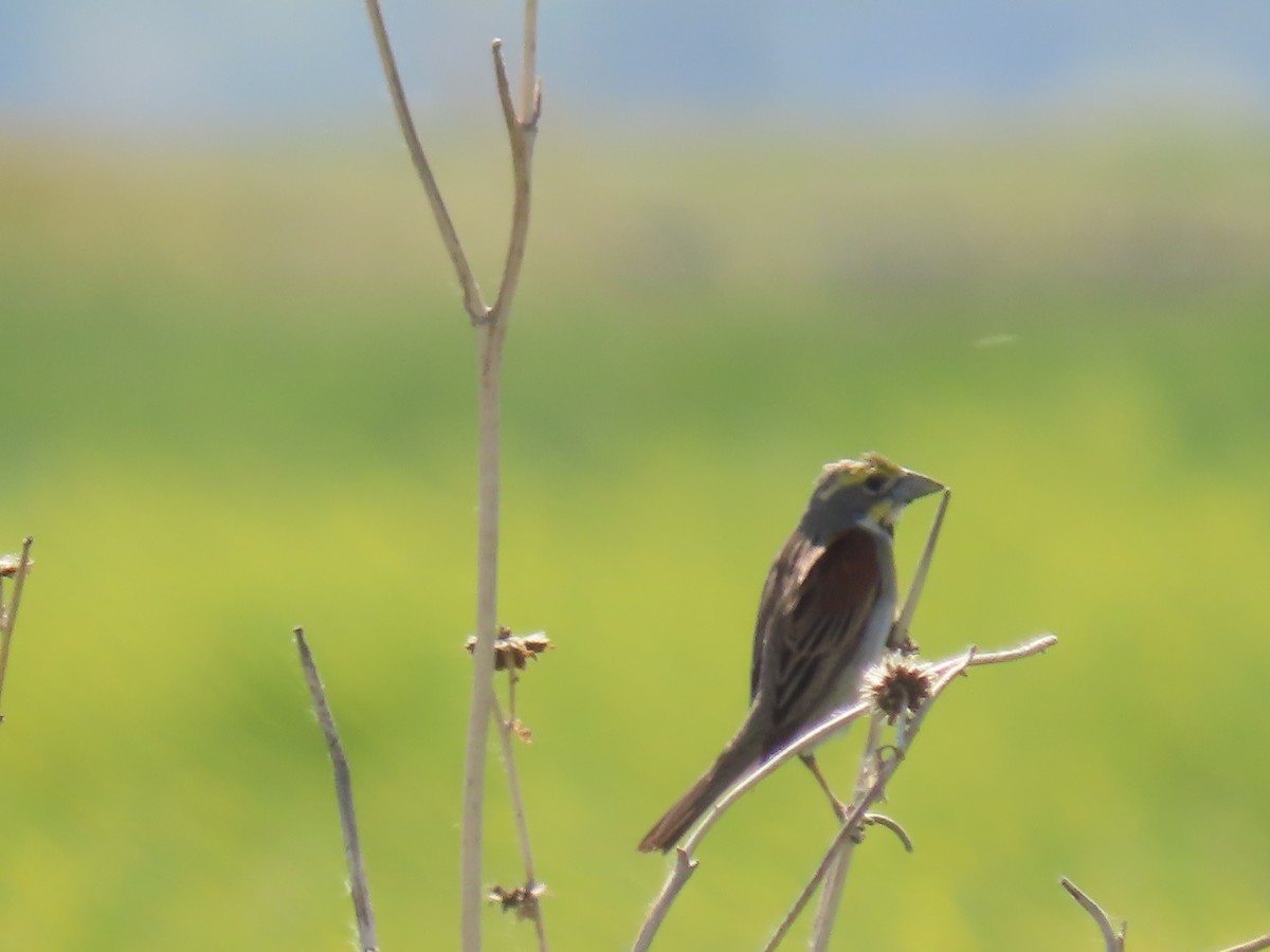 Dickcissel - ML620182713