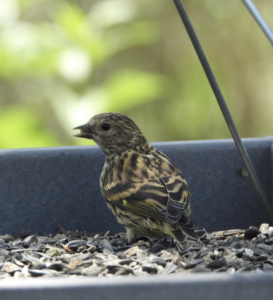 Pine Siskin - ML620182715