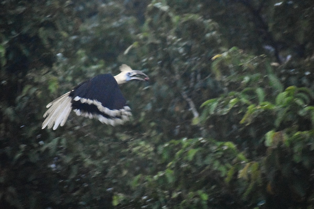White-crowned Hornbill - ML620182722