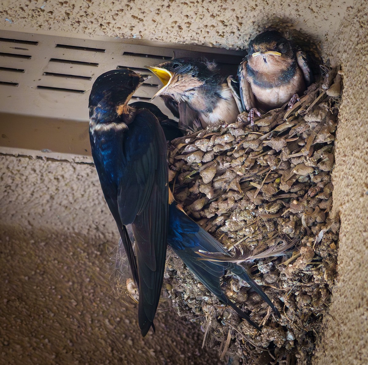 Barn Swallow - Paul LaFrance