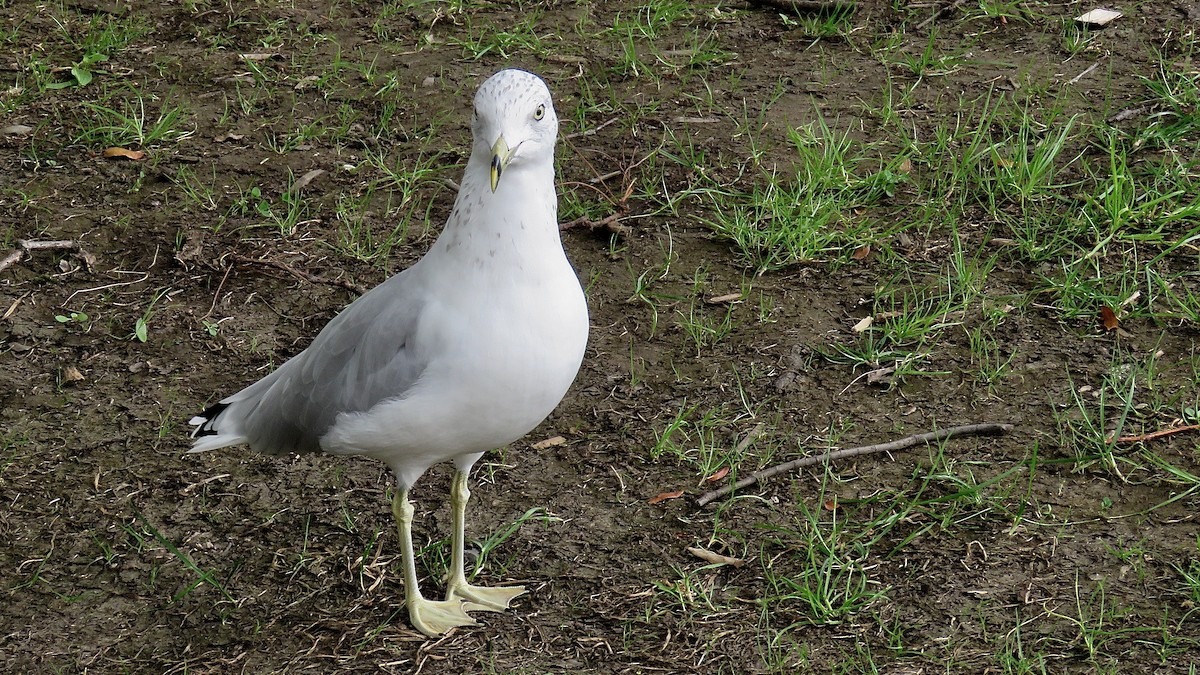 Ring-billed Gull - ML620182730