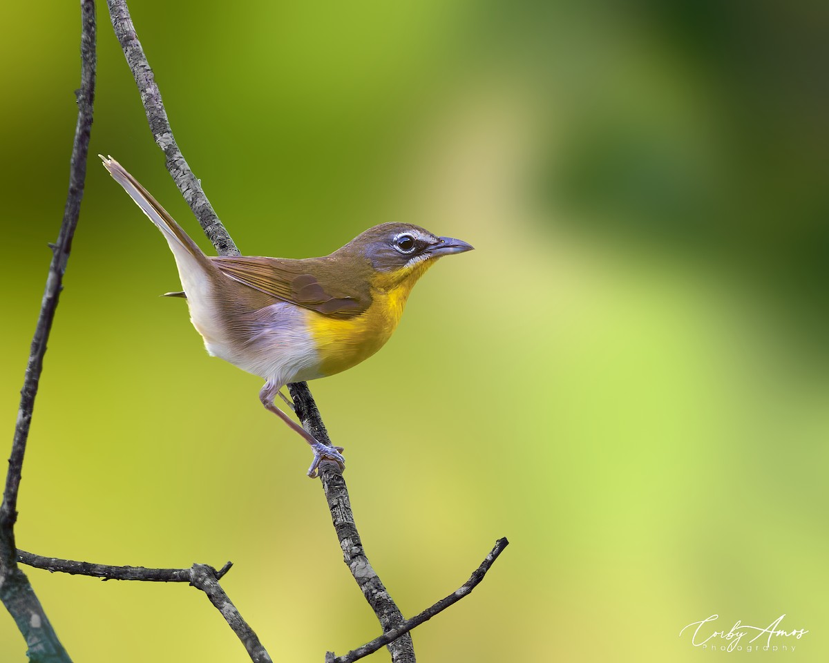 Yellow-breasted Chat - ML620182733