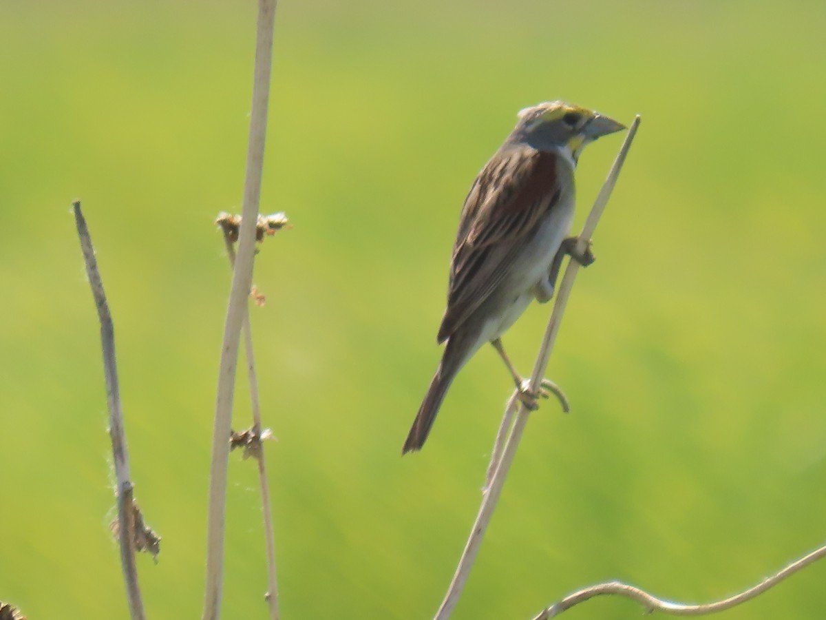 Dickcissel - ML620182737