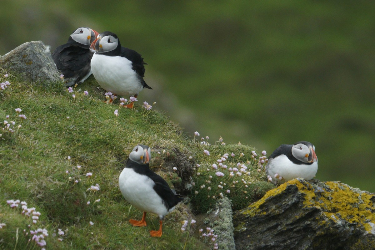 Atlantic Puffin - ML620182738