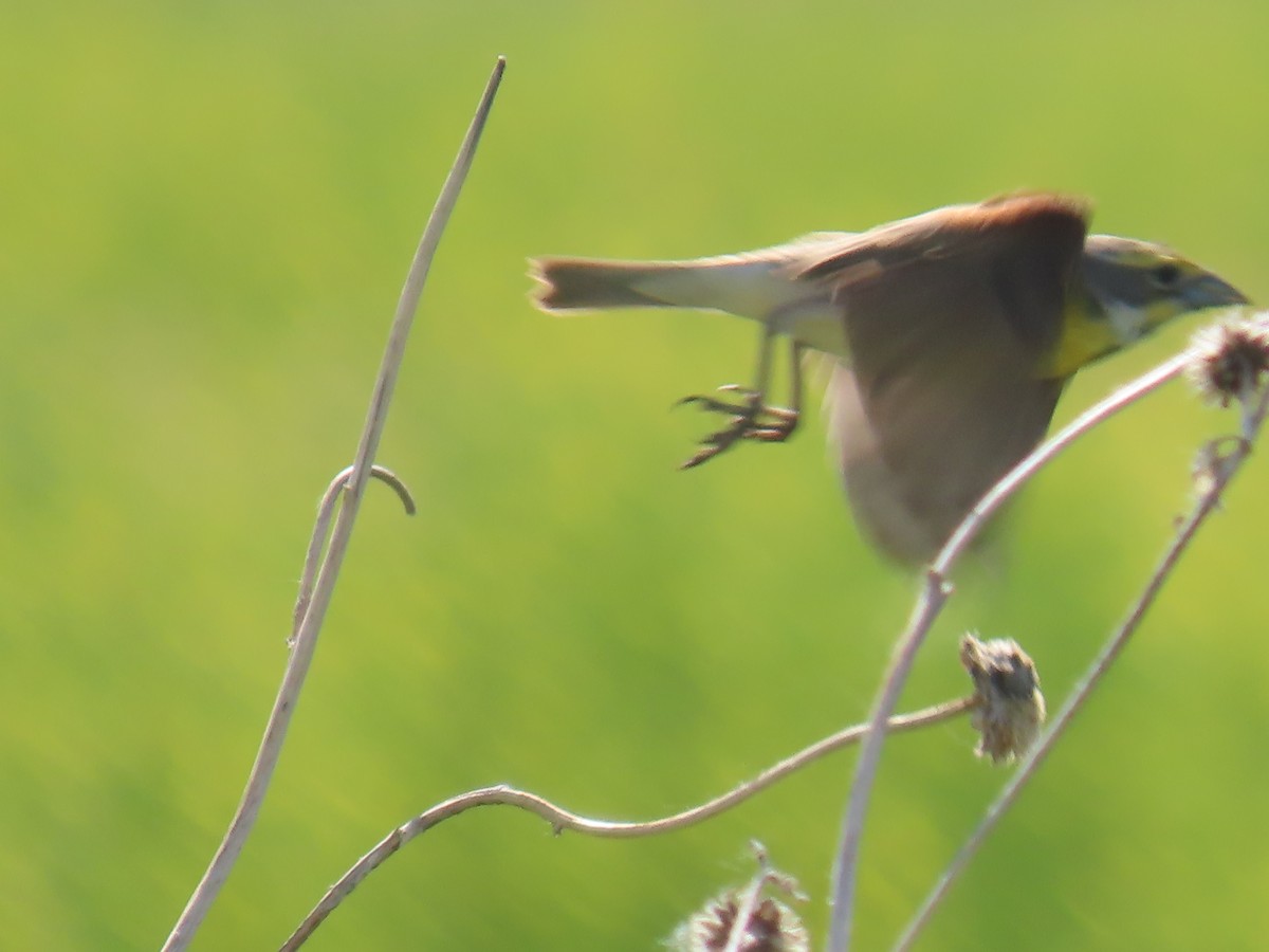 Dickcissel - ML620182744