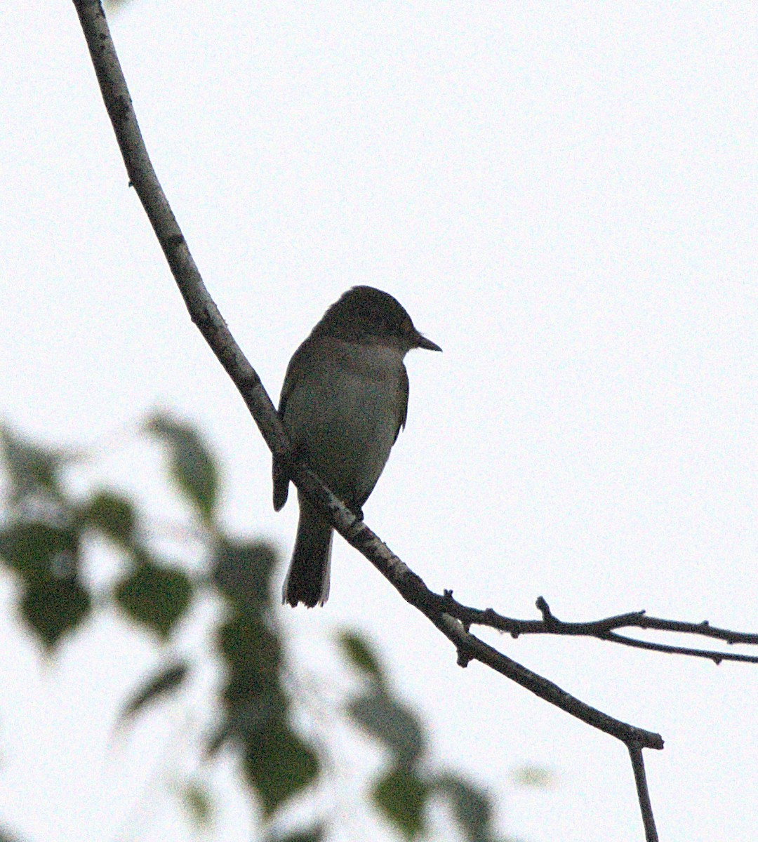 Alder Flycatcher - ML620182747