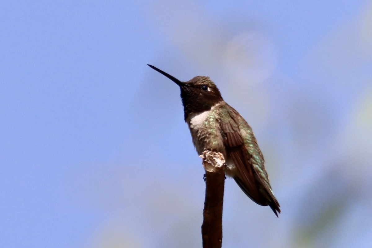 Black-chinned Hummingbird - ML620182750