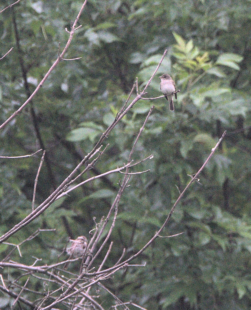 Willow Flycatcher - ML620182751