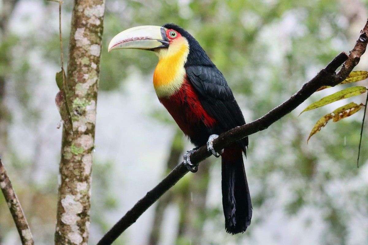 Red-breasted Toucan - ML620182755