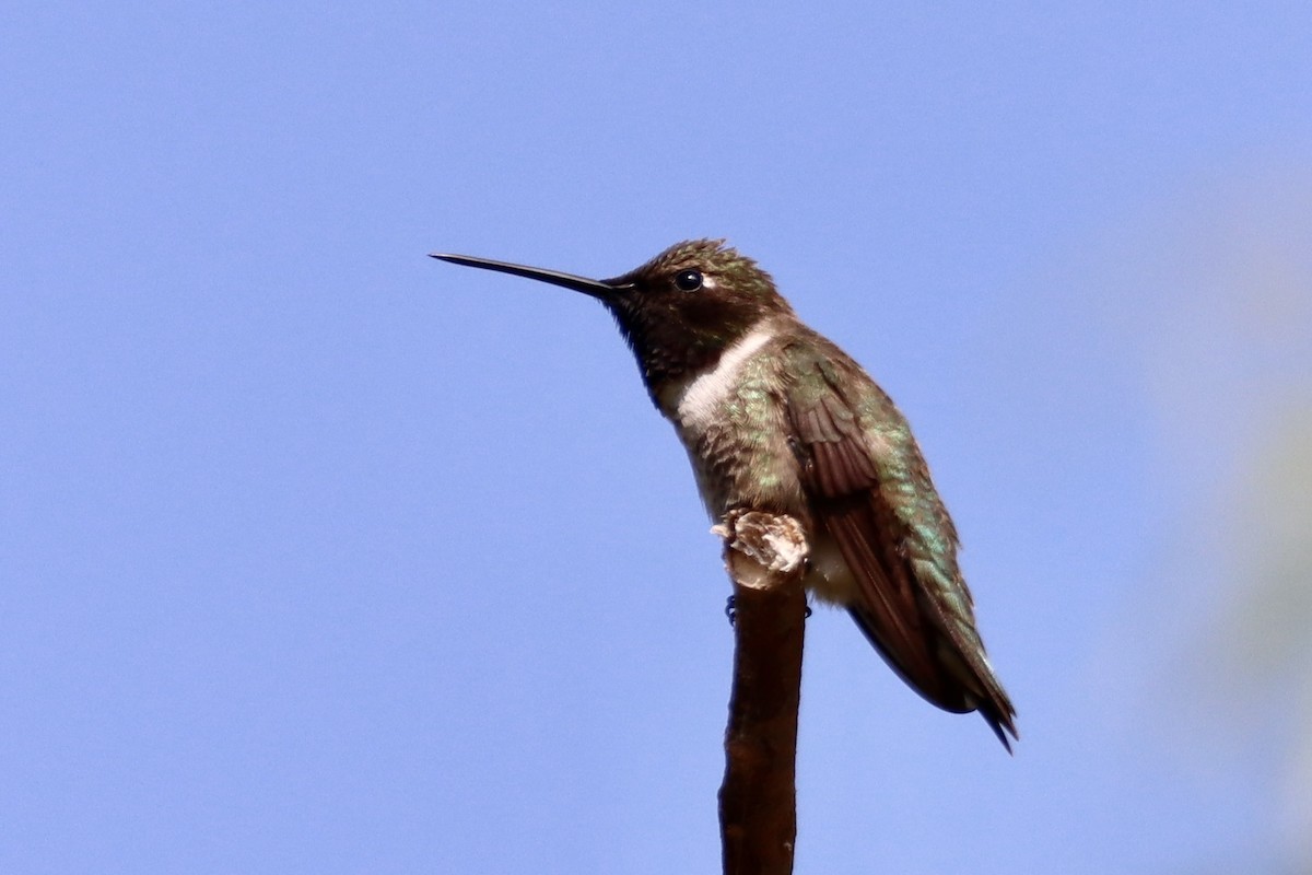 Black-chinned Hummingbird - ML620182757