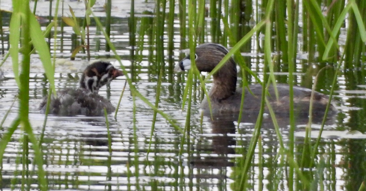 Pied-billed Grebe - ML620182758