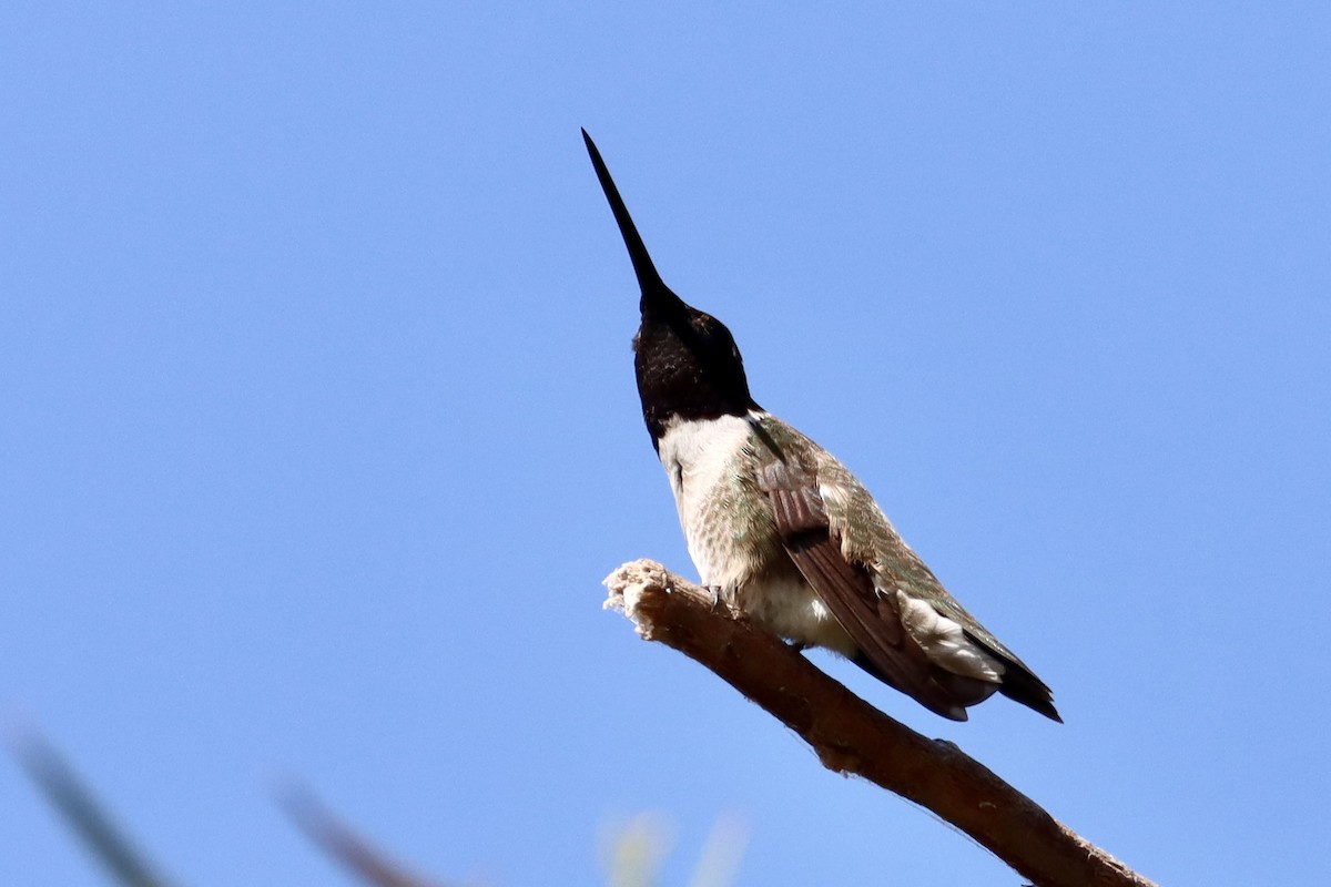 Black-chinned Hummingbird - ML620182763