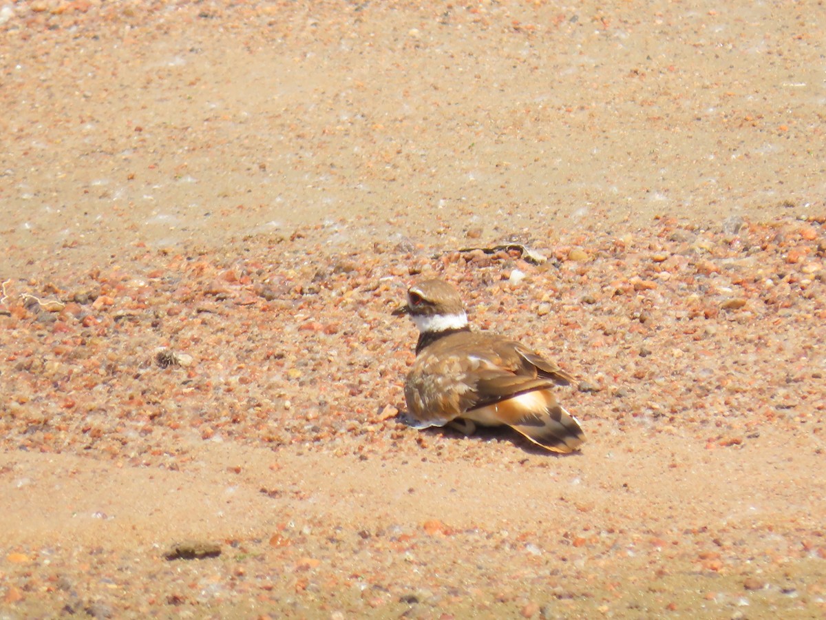 Killdeer - ML620182767