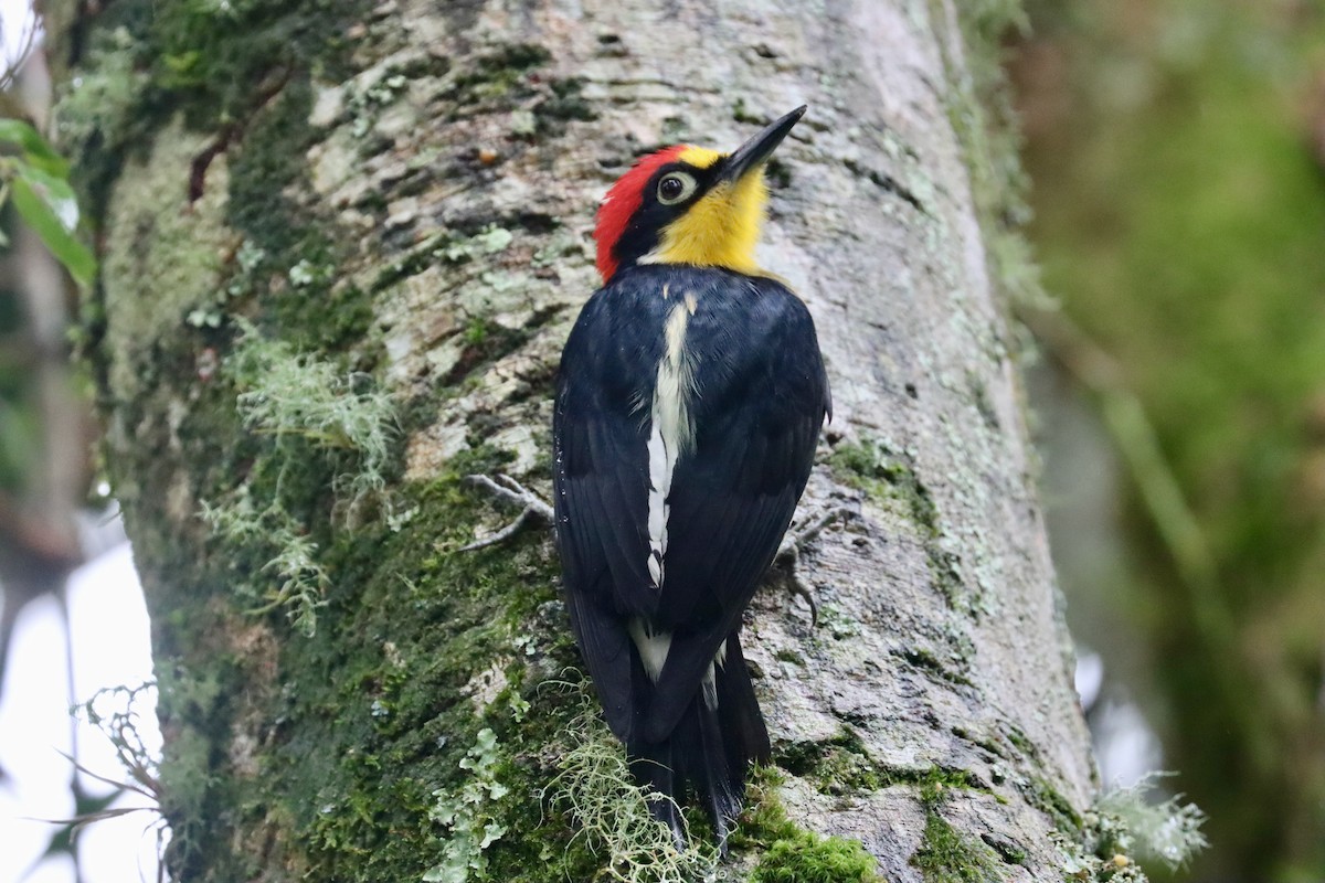 Yellow-fronted Woodpecker - ML620182768