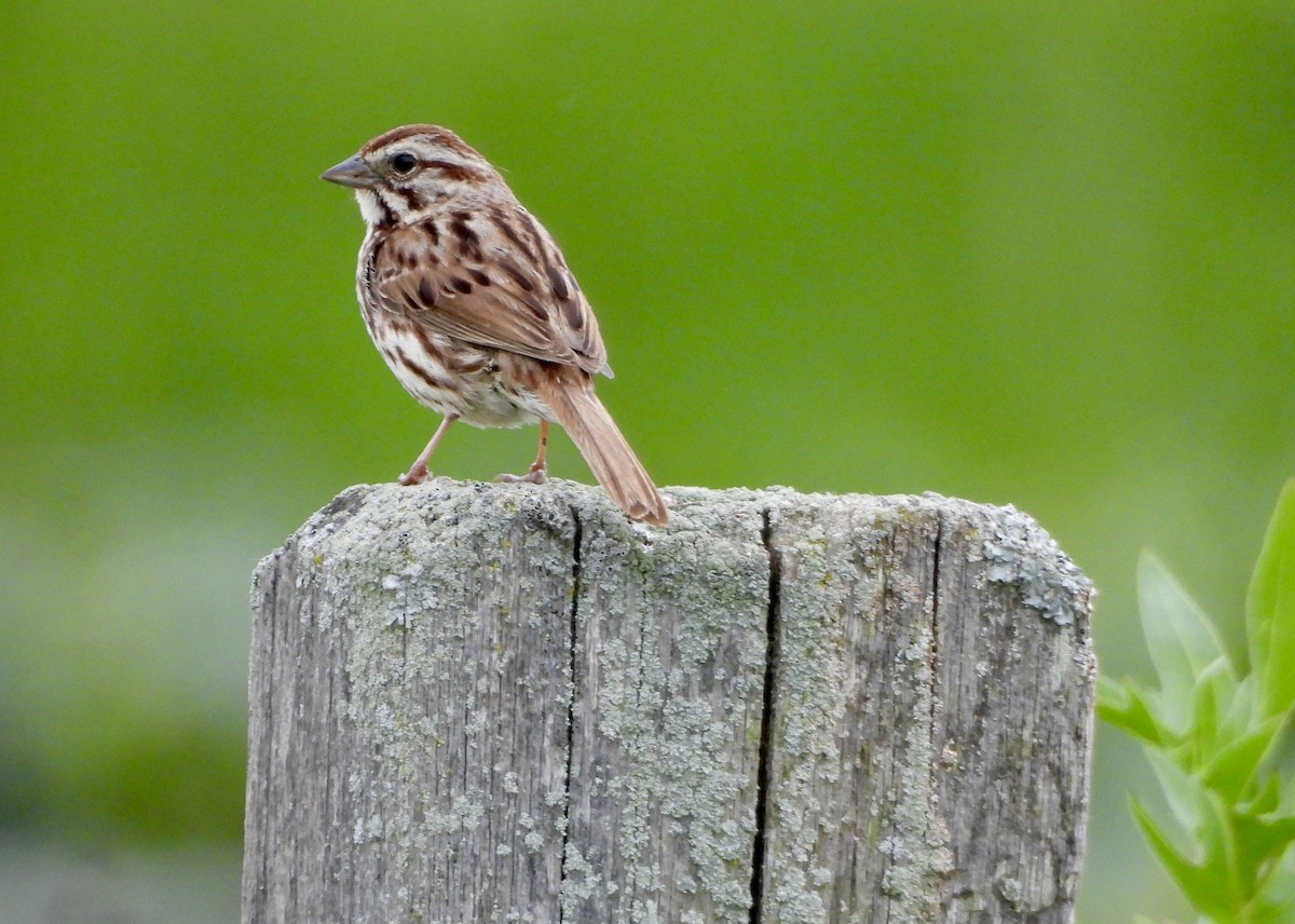 Song Sparrow - ML620182769