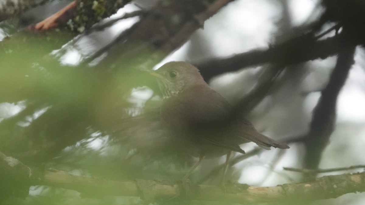 Bicknell's Thrush - ML620182771