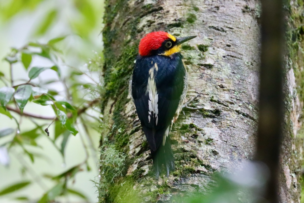 Yellow-fronted Woodpecker - ML620182780