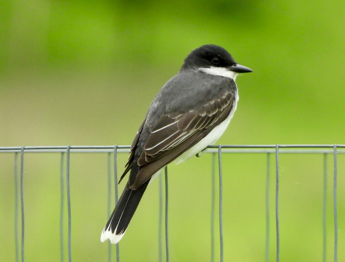 Eastern Kingbird - ML620182781