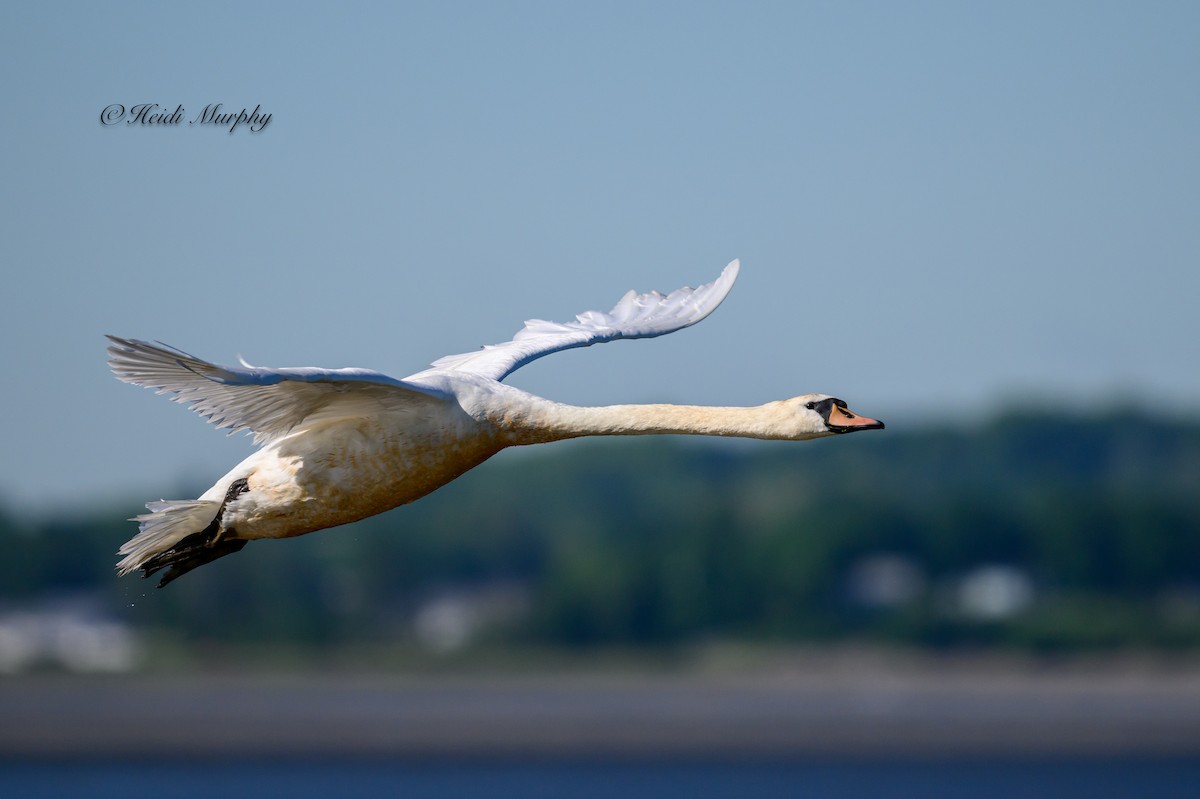 Mute Swan - ML620182785