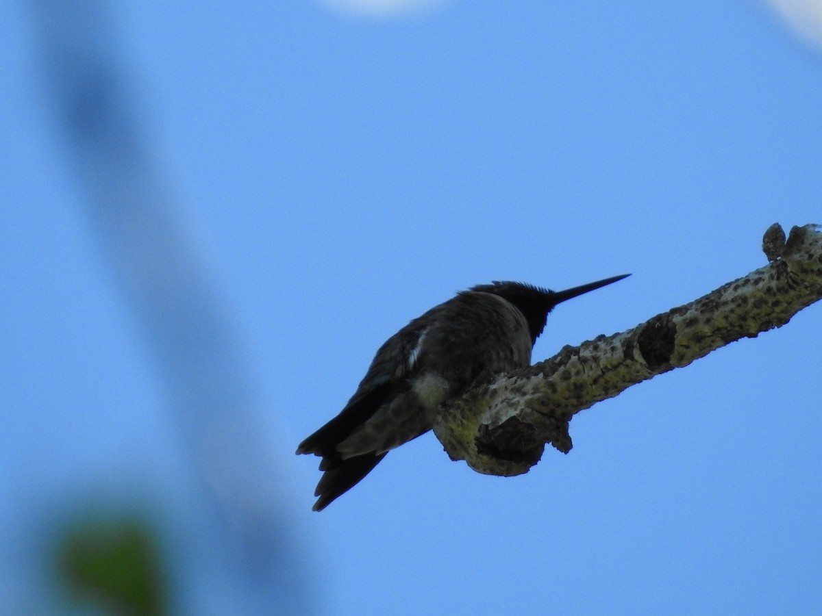 Ruby-throated Hummingbird - ML620182790