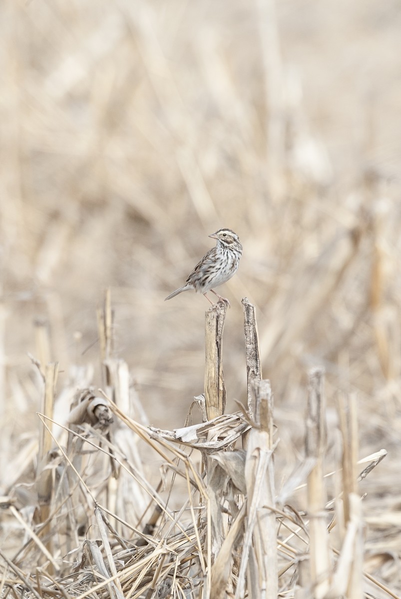 Savannah Sparrow - ML620182794