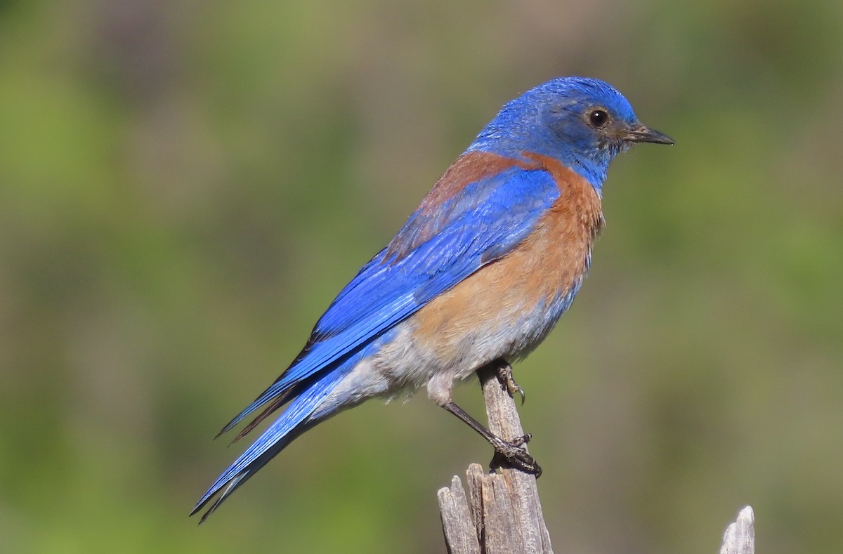 Western Bluebird - ML620182795