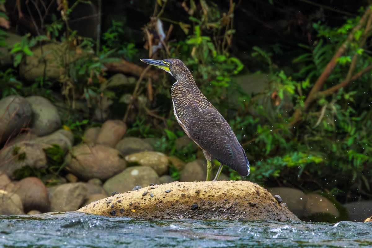 Fasciated Tiger-Heron - ML620182796