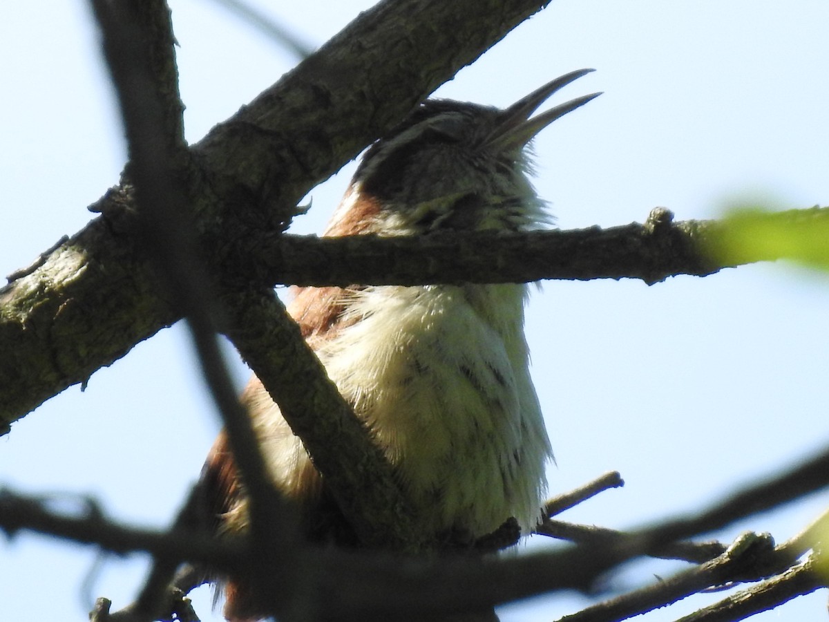 Carolina Wren - ML620182798