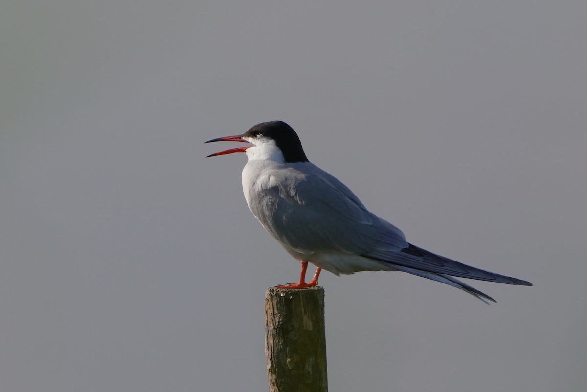 Common Tern - ML620182800