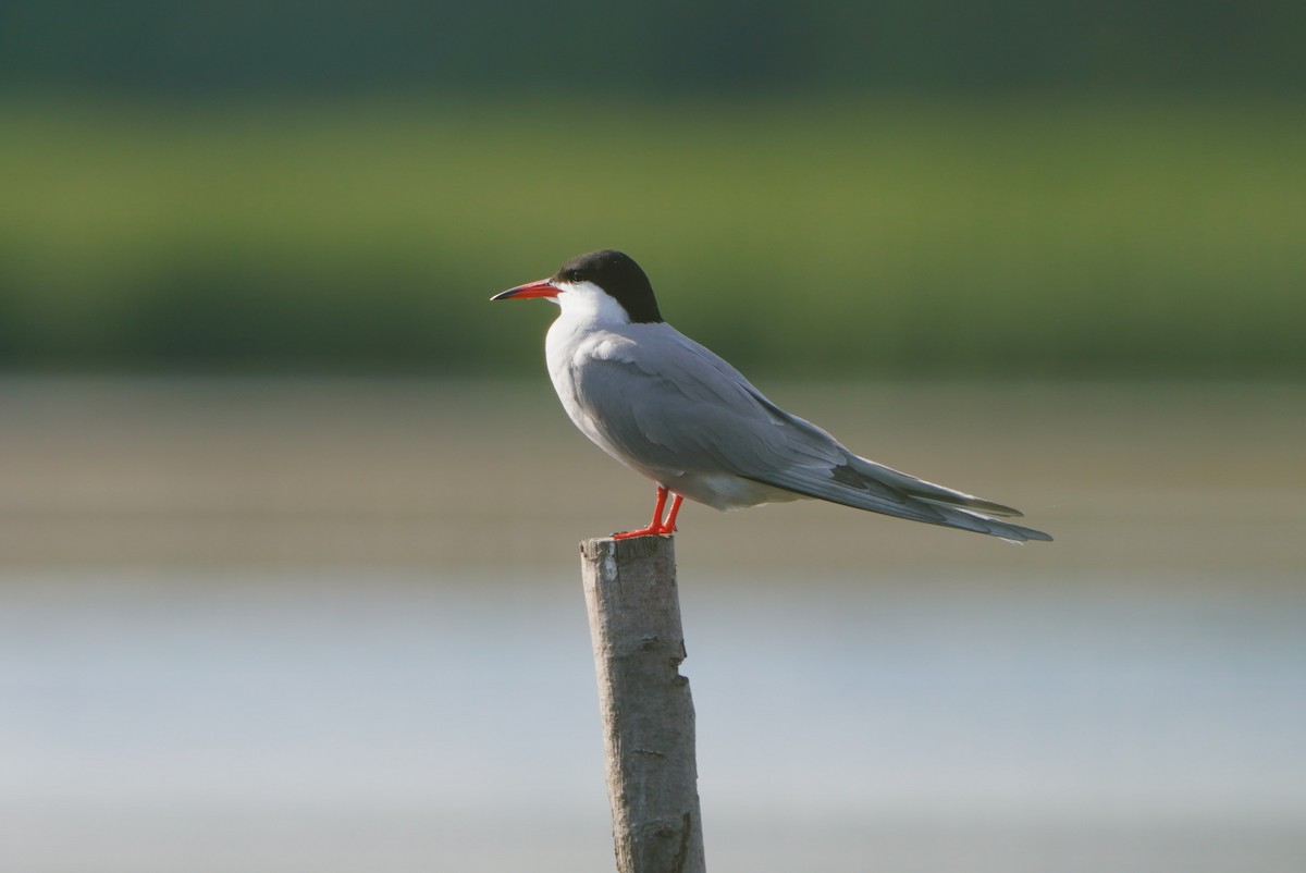 Common Tern - ML620182801