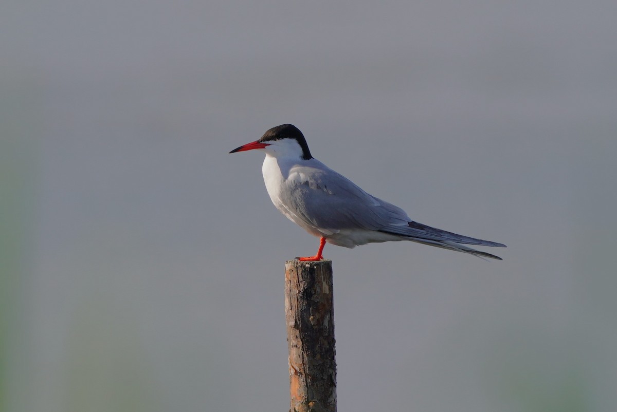 Common Tern - ML620182802