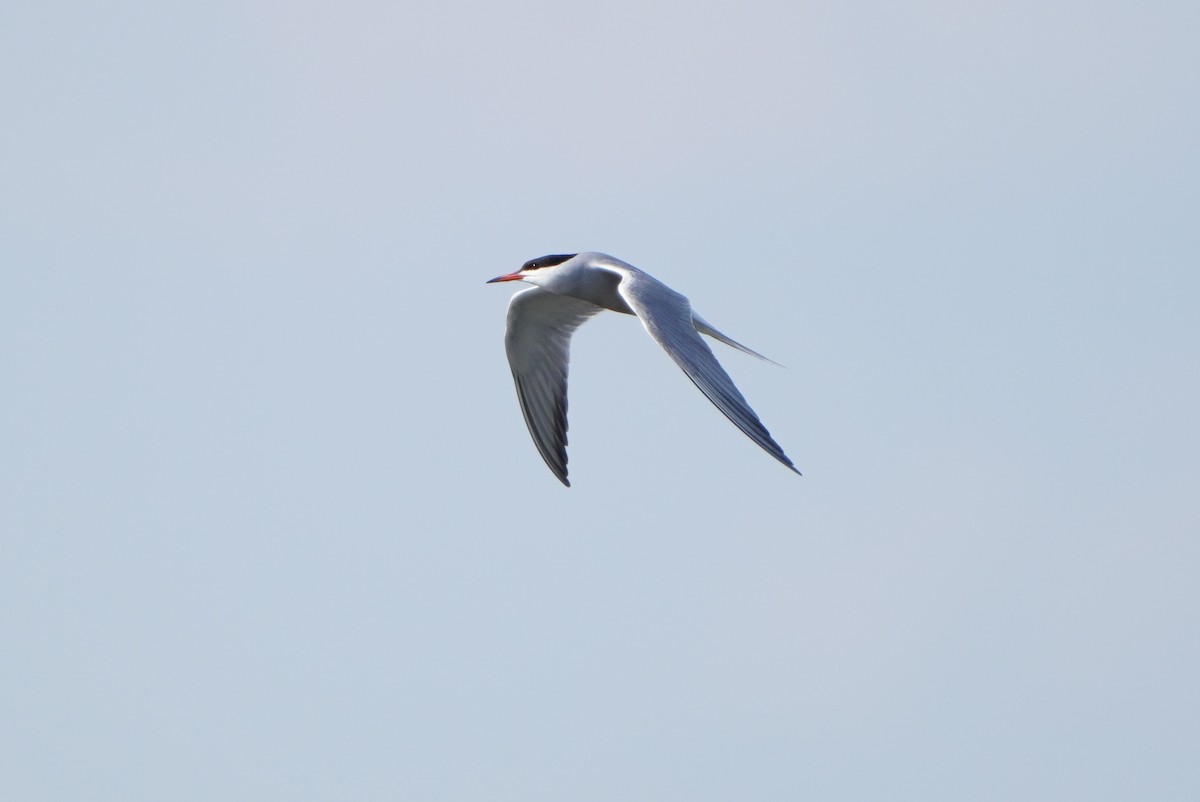 Common Tern - ML620182804