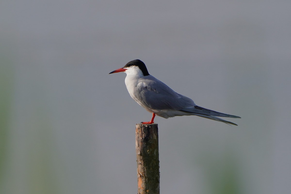 Common Tern - ML620182805