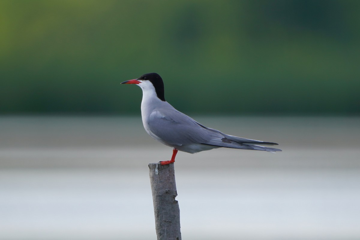 Common Tern - ML620182806