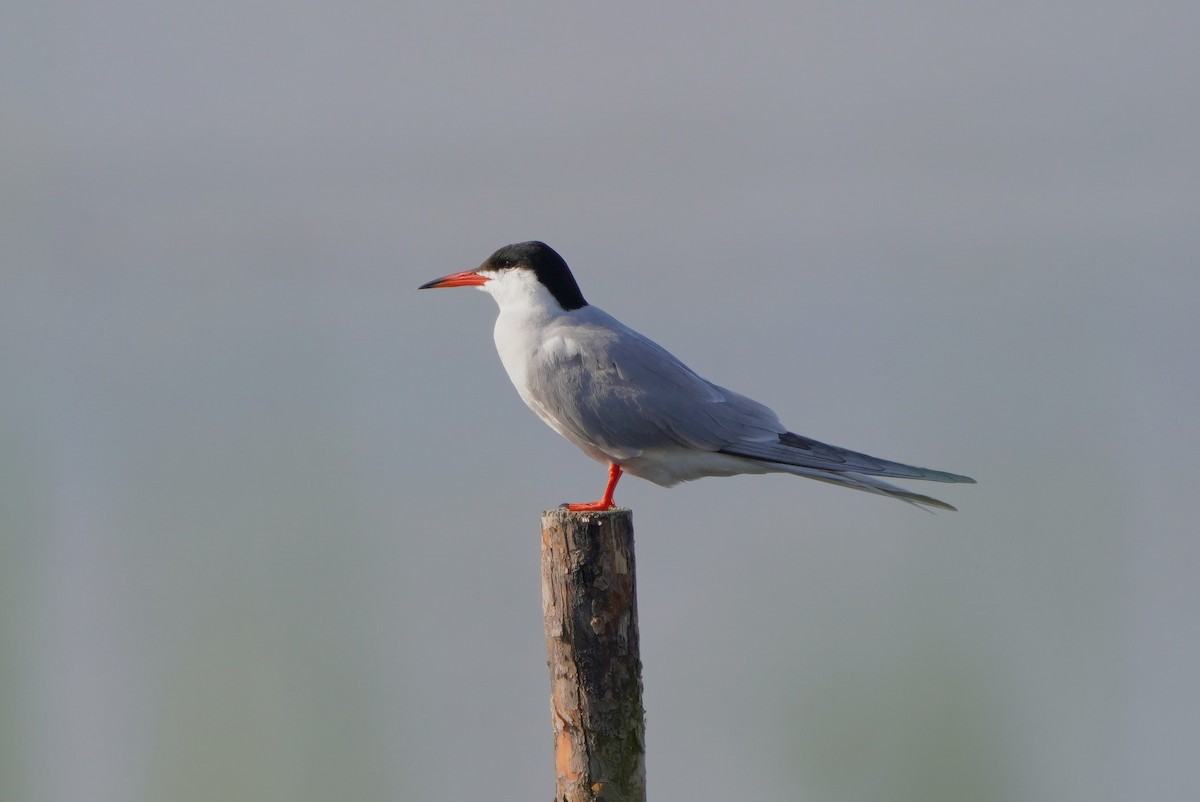 Common Tern - ML620182807