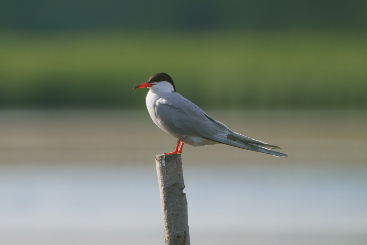 Common Tern - ML620182808